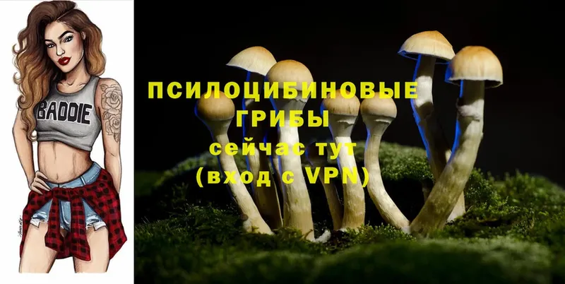 Псилоцибиновые грибы Cubensis  Кстово 